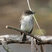 Eastern Phoebe